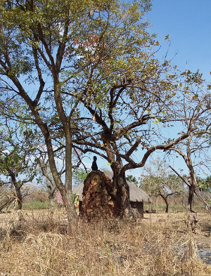 Termite hill in a remote village in Northern Uganda